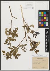 Foto von Salix appendiculata Vill. x Salix purpurea L.
